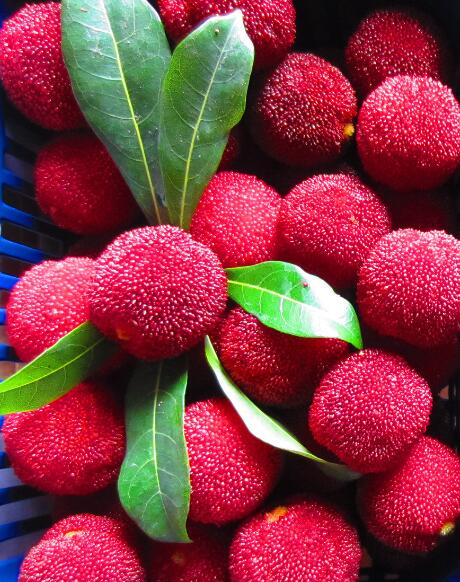 杨梅几月份成熟，杨梅几月份上市（五月份有杨梅吗）