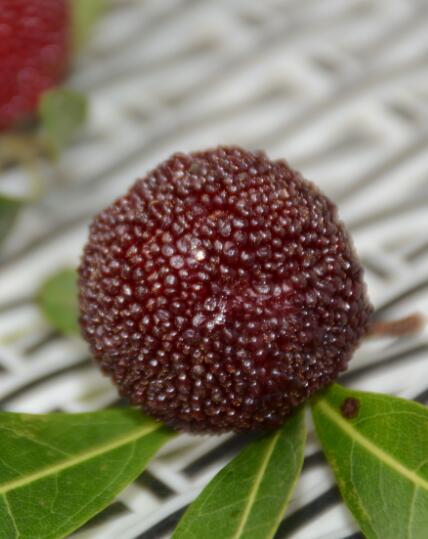 杨梅几月份成熟，杨梅几月份上市（五月份有杨梅吗）