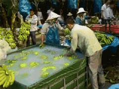 误喝香蕉水的危害，误喝香蕉水的危害视频（香蕉浸泡“不明液体”，有剧毒）