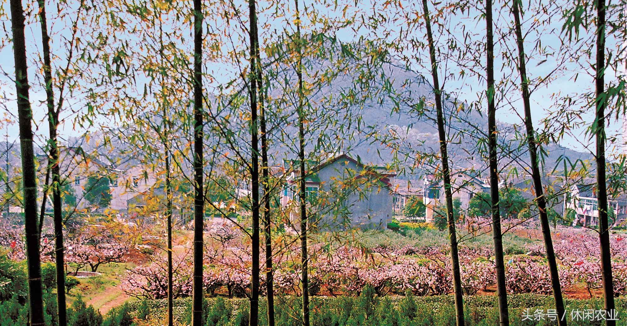 阳山水蜜桃批发价格，阳山水蜜桃批发价多少（休闲好去处——江苏省无锡市惠山区阳山镇阳山村）