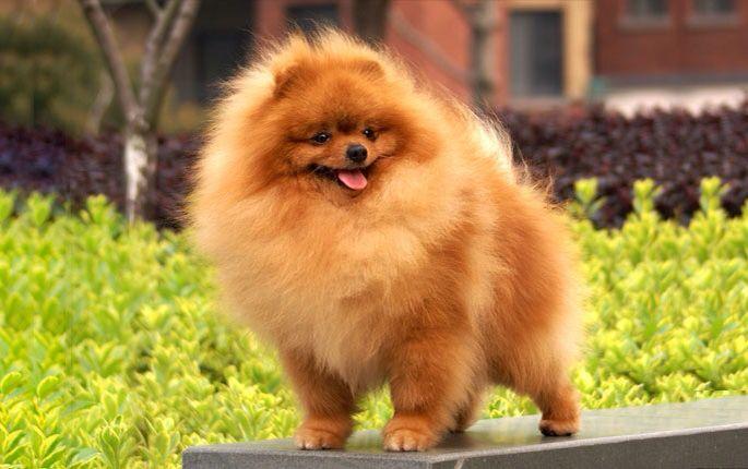 英系博美犬价格，英系和美系博美哪个毛软（美系博美pk英系博美）