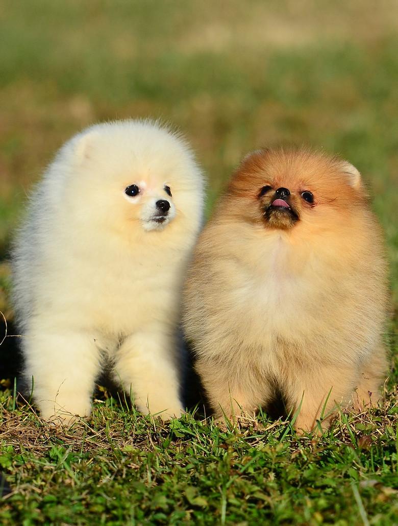 英系博美犬价格，英系和美系博美哪个毛软（美系博美pk英系博美）