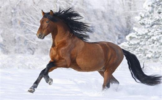 马年宝宝几日出生最好，马年宝宝几月出生最好（哪几天出生的属马人福寿双收）