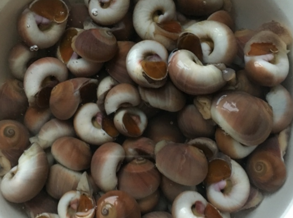 港式辣炒香螺的做法，香辣香螺的做法（用火锅底料辣炒猫眼香螺）