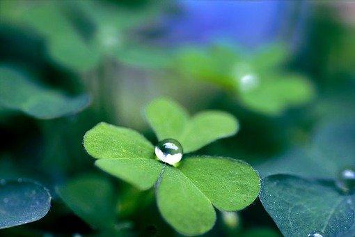 送人四叶草的寓意，四叶的草寓意祝福（你知道四叶草的含义吗）