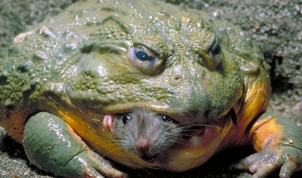 盘点全球一些恐怖的生物!