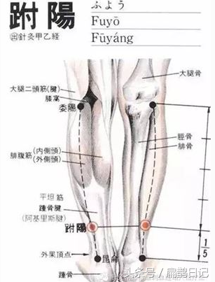 足部反射区图解大全，足部按摩手法24步图解（治疗脚气、头痛、外踝肿痛等）