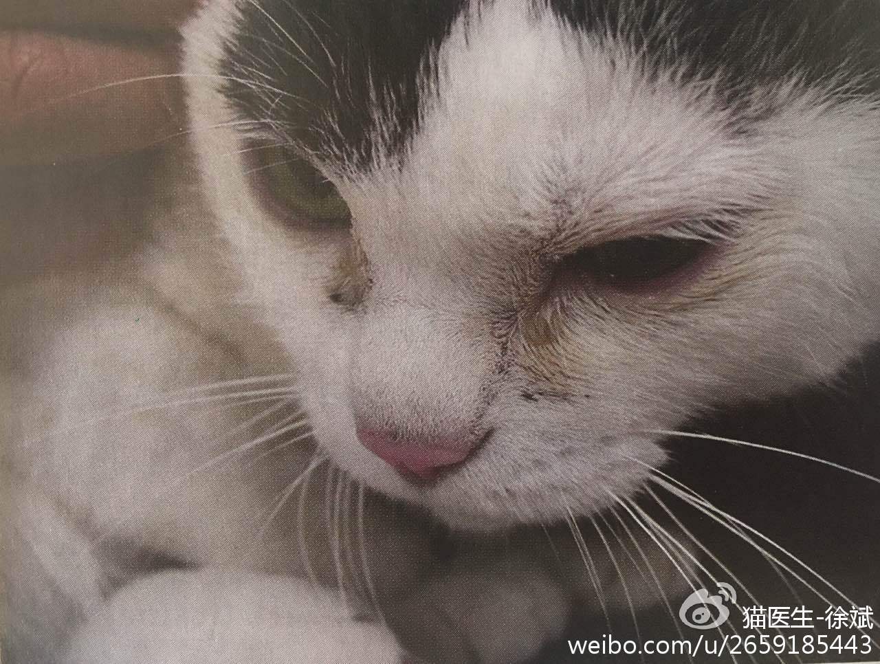 猫感染疱疹病毒怎么办，猫疱疹病毒感染