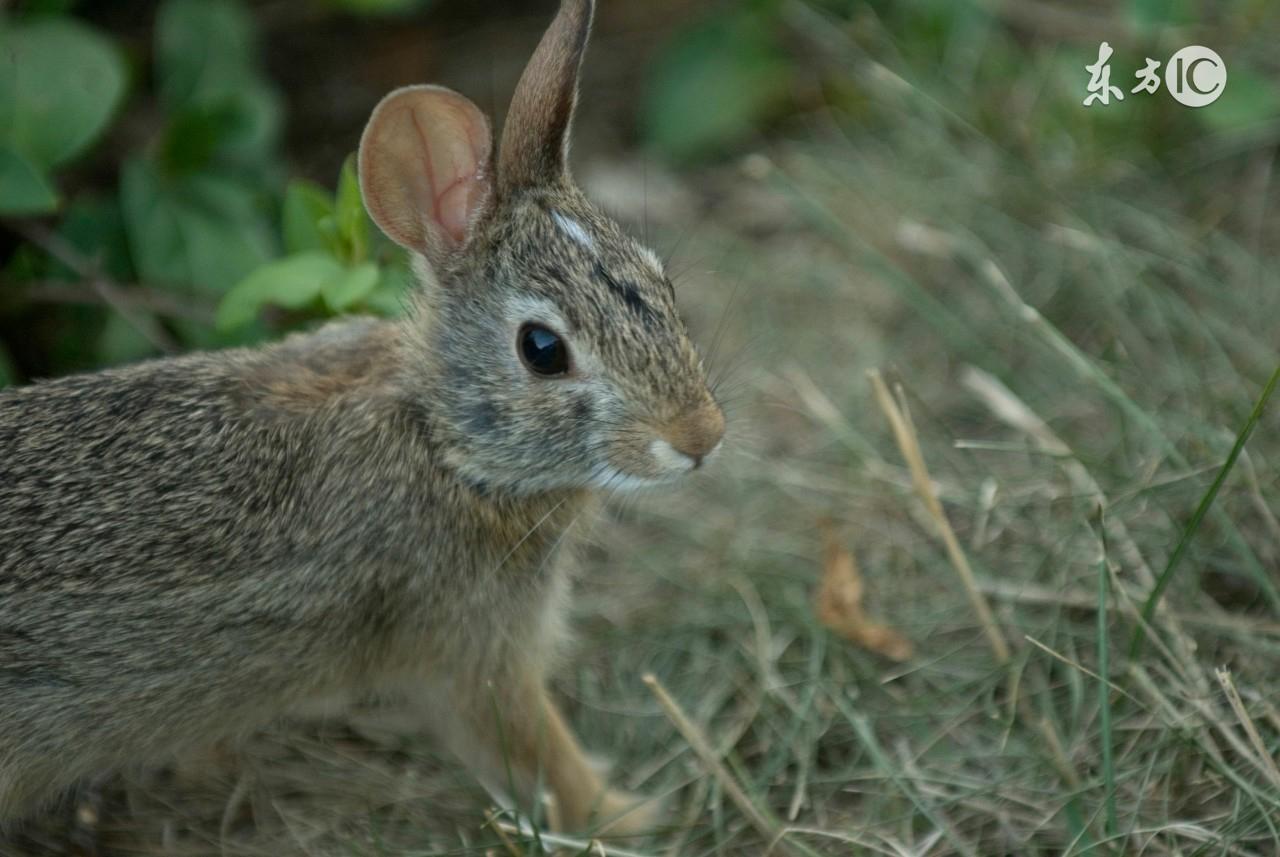 属兔今年运势，24岁属兔今年运势（属兔之人：近期运势详解）