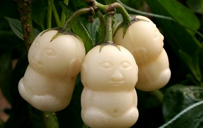 人参果在许多神话电视剧中被誉为"仙果",那么这种长出后便能形成人形