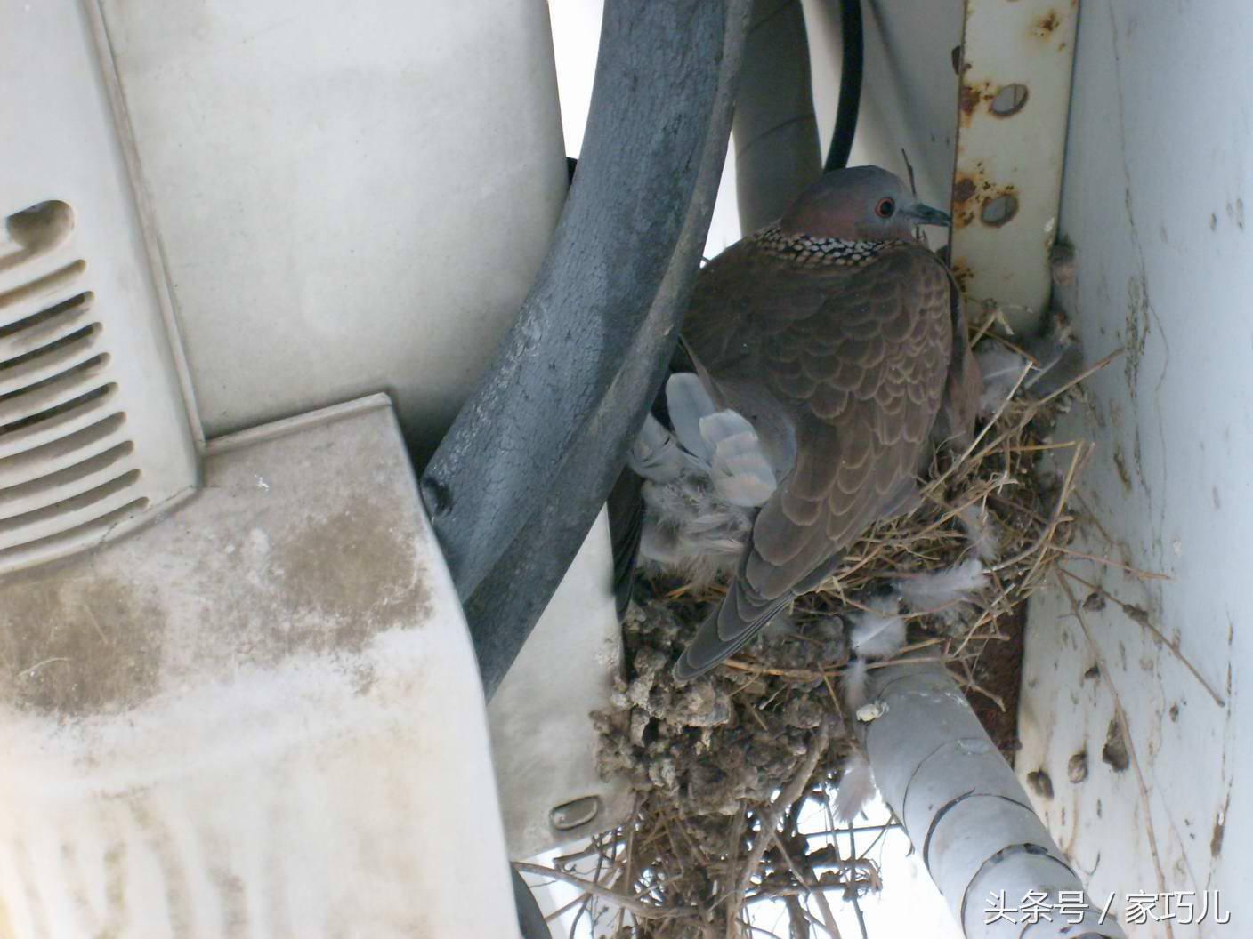 2个月宝宝小鸡图片，宝宝小鸡标准图片（细心网友用镜头记录下了小鸡的成长过程）