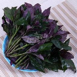 紫背菜的功效和作用，紫背菜的功效作用及食用方法是什么（还在食用紫背菜吗）
