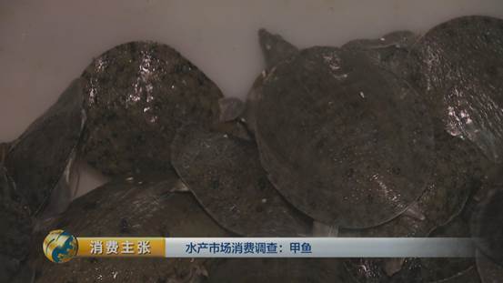 团鱼怎么杀，团鱼如何宰杀（“水产奢侈品”甲鱼如何挑选）