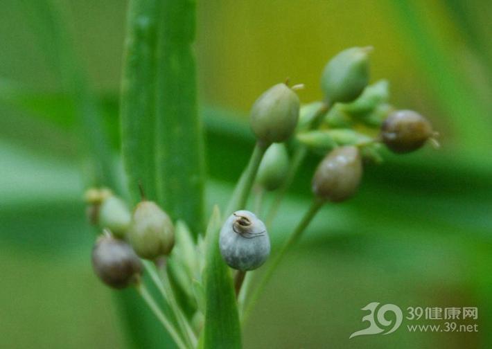 薏苡的意思，薏的意思是什么（老中医：薏米两种吃法）