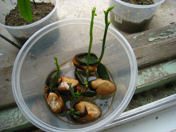 菠蘿蜜核怎麼發芽栽種,菠蘿蜜核怎麼發芽呢(隨便泡在水裡就能養出小