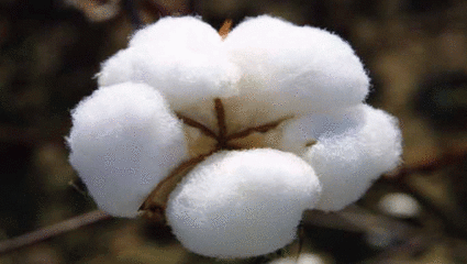 怎样辨别肉松和棉花,肉松与棉花如何鉴别(它们都是被谣言伤害过的食品~) 怎样辨别肉松和棉花,肉松与棉花如何鉴别(它们都是被谣言伤害过的食品~)