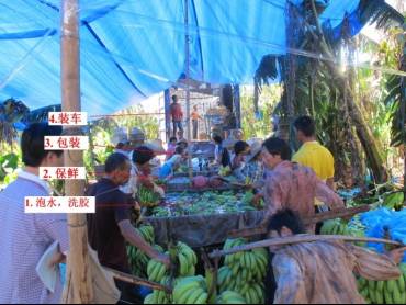 误喝香蕉水的危害，误喝香蕉水的危害视频（香蕉浸泡“不明液体”，有剧毒）