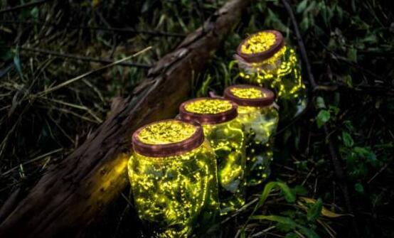 萤火虫为什么会发光，萤火虫为什么会发光简单回答（十万个为什么萤火虫为什么会发光）