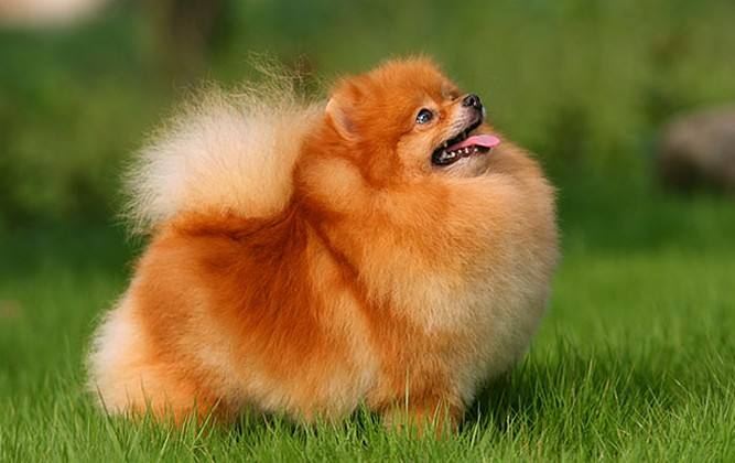 英系博美犬价格，英系和美系博美哪个毛软（美系博美pk英系博美）