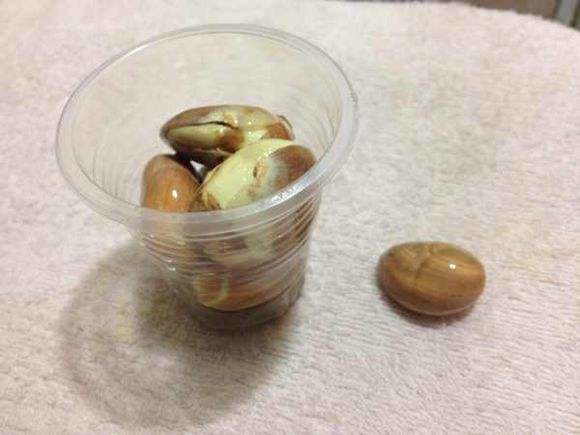 菠萝蜜核怎么发芽栽种，菠萝蜜核怎么发芽呢（随便泡在水里就能养出小树苗）