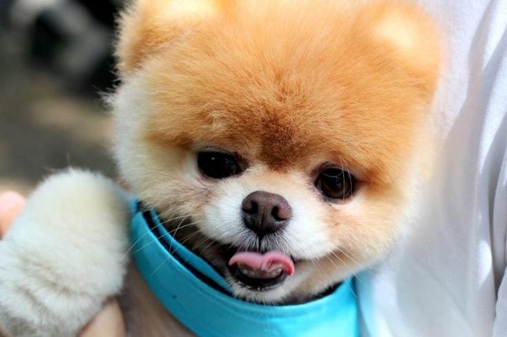 英系博美犬价格，英系和美系博美哪个毛软（美系博美pk英系博美）