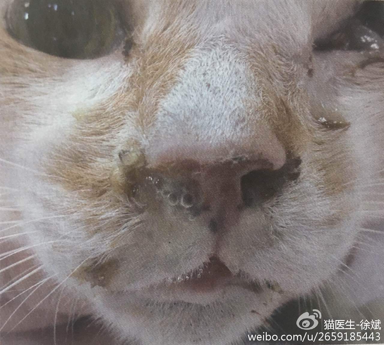 猫感染疱疹病毒怎么办，猫疱疹病毒感染