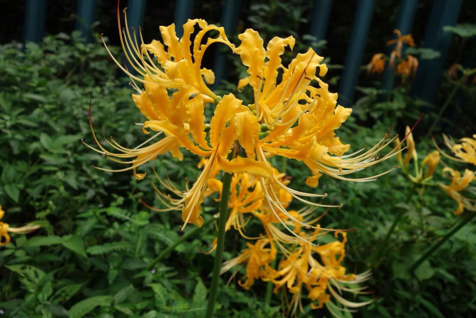 曼陀罗华和曼珠沙华(曼珠沙华曼珠罗华) - 彝家农业网