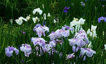 菖蒲的栽培及注意事项，菖蒲的种类怎样种植（河州牡丹—菖蒲养护方法及注意事项）