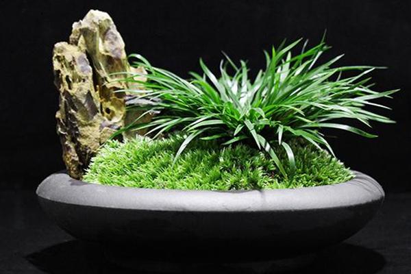 菖蒲的栽培及注意事项，菖蒲的种类怎样种植（河州牡丹—菖蒲养护方法及注意事项）