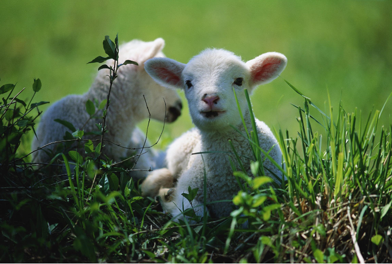 属羊的今年多少岁，属羊的2022年运势怎么样（生肖羊：大器晚成）