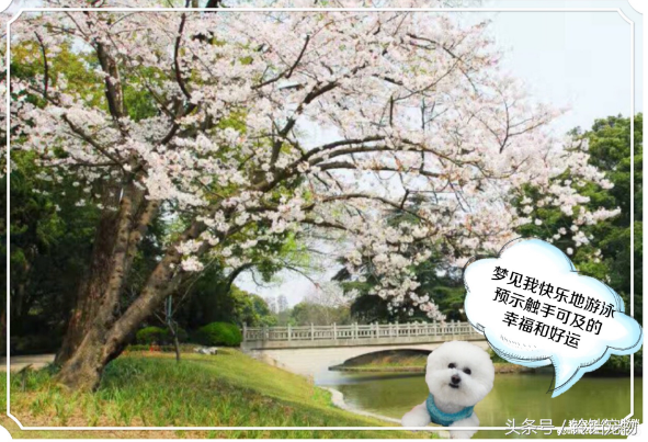 梦见狗狗对我特别亲热，梦见狗狗对我特别亲热还会说话（梦见狗狗预示了什么）