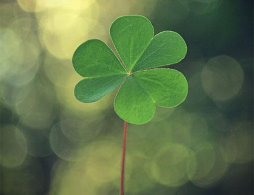 送人四叶草的寓意，四叶的草寓意祝福（你知道四叶草的含义吗）