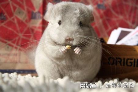 鬃狮蜥一般的寿命多久，鬃狮蜥蜴的寿命有多长（最长能活200年）