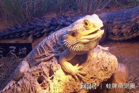 鬃狮蜥一般的寿命多久，鬃狮蜥蜴的寿命有多长（最长能活200年）