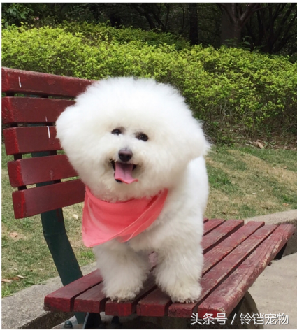 梦见狗狗对我特别亲热，梦见狗狗对我特别亲热还会说话（梦见狗狗预示了什么）