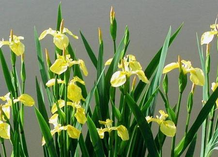 菖蒲的栽培及注意事项，菖蒲的种类怎样种植（河州牡丹—菖蒲养护方法及注意事项）