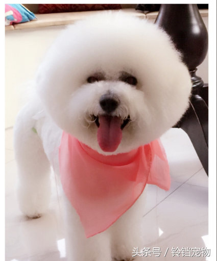 梦见狗狗对我特别亲热，梦见狗狗对我特别亲热还会说话（梦见狗狗预示了什么）