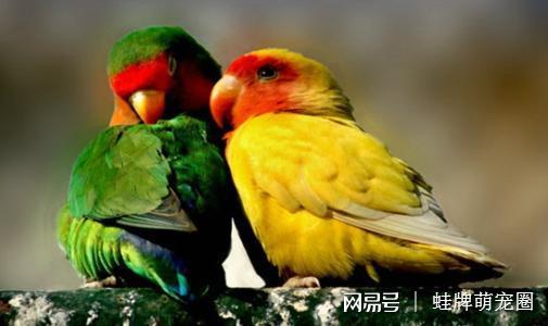 鬃狮蜥一般的寿命多久，鬃狮蜥蜴的寿命有多长（最长能活200年）