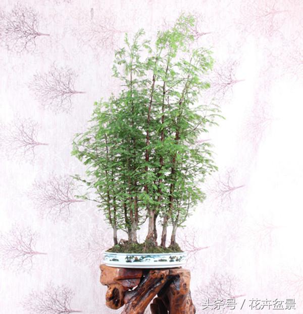 水杉是什么植物，水杉是什么植物类群（不缺水就能养好的水杉）