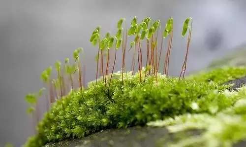 苔藓植物的主要特征，苔藓植物的主要特征是什么（苔藓都是这么玩的）