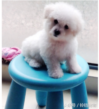 梦见狗狗对我特别亲热，梦见狗狗对我特别亲热还会说话（梦见狗狗预示了什么）