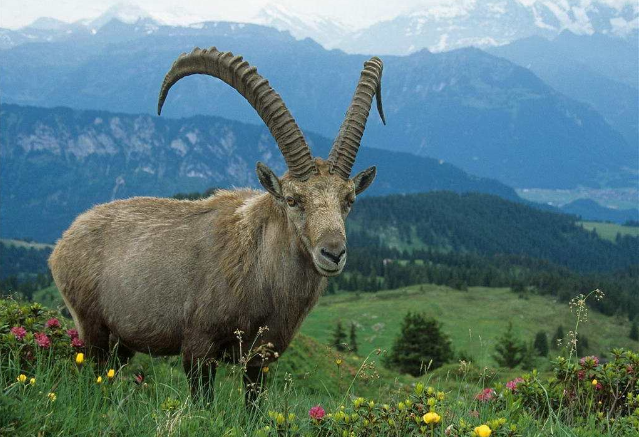 属羊的今年多少岁，属羊的2022年运势怎么样（生肖羊：大器晚成）