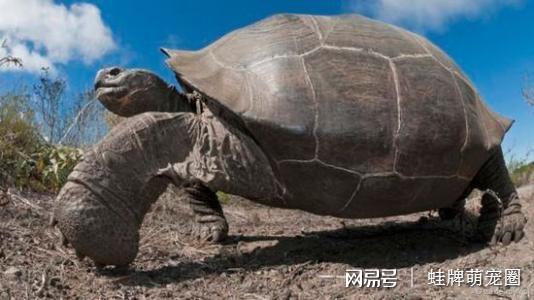 鬃狮蜥一般的寿命多久，鬃狮蜥蜴的寿命有多长（最长能活200年）