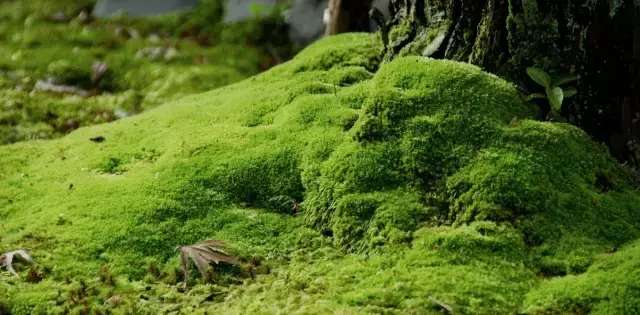 苔藓植物的主要特征，苔藓植物的主要特征是什么（苔藓都是这么玩的）