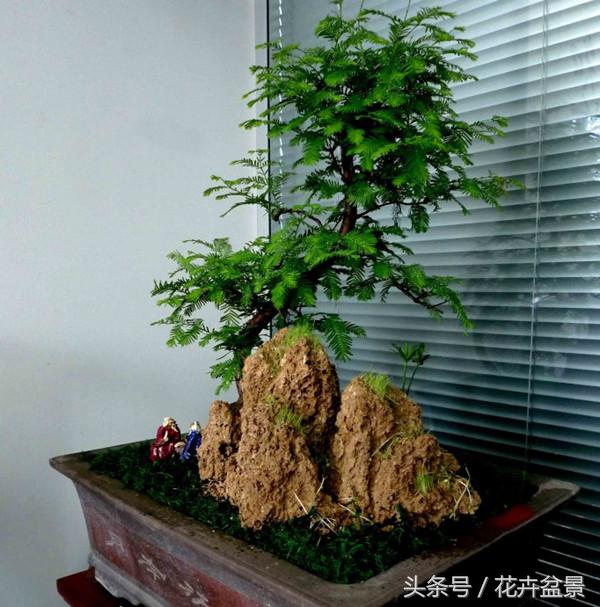 水杉是什么植物，水杉是什么植物类群（不缺水就能养好的水杉）