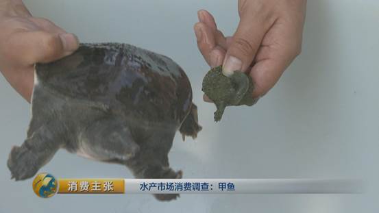 团鱼怎么杀，团鱼如何宰杀（“水产奢侈品”甲鱼如何挑选）