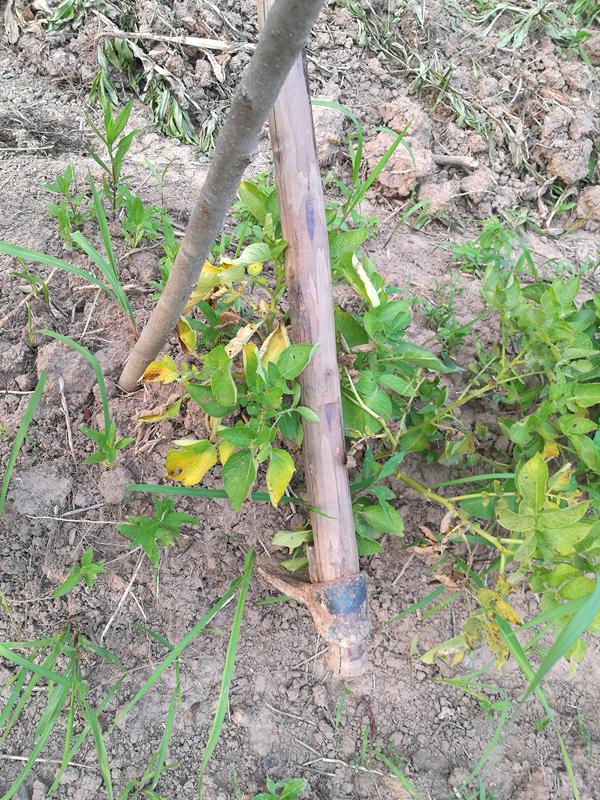怎样将土豆做得香软酥——炕土豆的做法，炕土豆怎么才能酥脆加了什么（“炕洋芋”烹饪全过程）