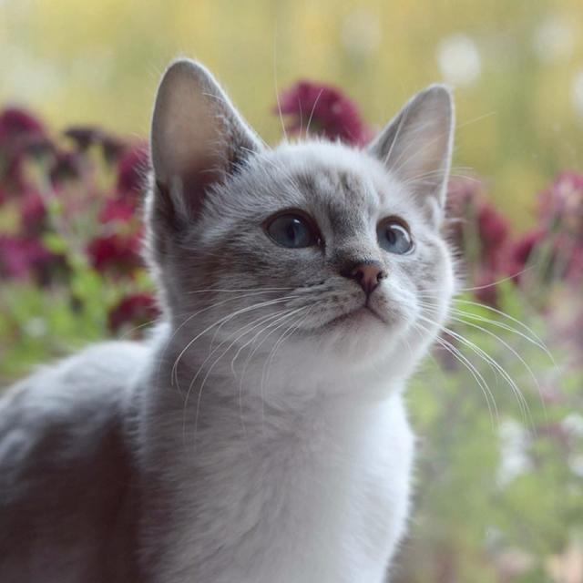 养猫的好处风水学，养猫风水讲究（这样养猫会给你带来财运）