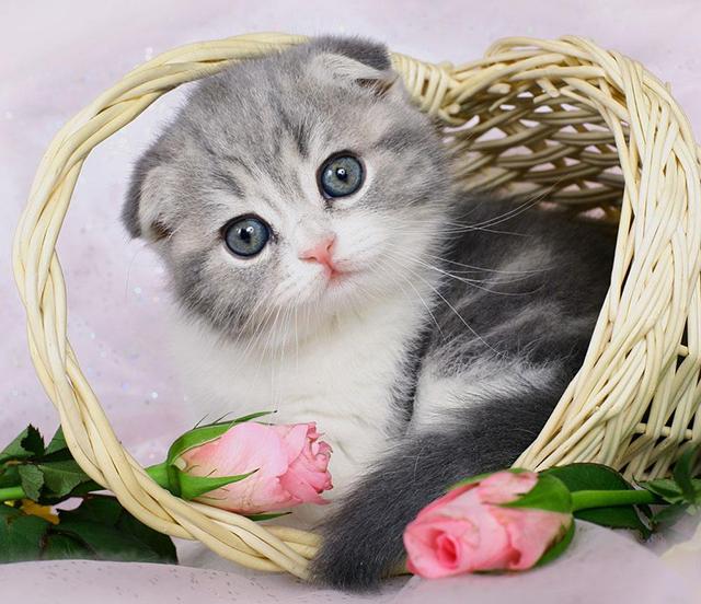 家里养猫对财运好不好，养猫聚财还是破财（这样养猫会给你带来财运）