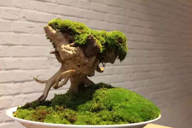 苔藓植物的主要特征，苔藓植物的主要特征是什么（苔藓都是这么玩的）